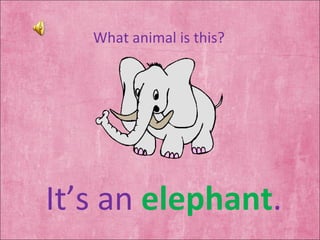 What animal is this? It’s an  elephant . 