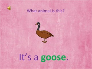 What animal is this? It’s a  goose . 
