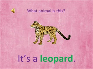 What animal is this? It’s a  leopard . 