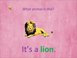 What animal is this? It’s a  lion . 