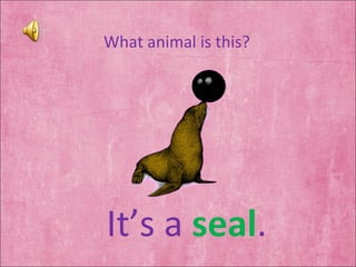 What animal is this? It’s a  seal . 