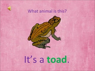 What animal is this? It’s a  toad . 