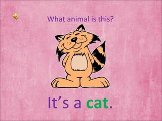 What animal is this? It’s a  cat . 