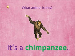 What animal is this? It’s a  chimpanzee . 