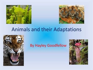 Animals and their Adaptations

       By Hayley Goodfellow
 