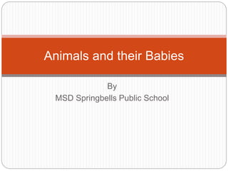 By
MSD Springbells Public School
Animals and their Babies
 