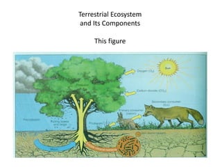 terrestrial ecosystem - definition, types, examples -... Animals and their Environment.pdf