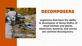 Animals and Their Food Educational Presentation in Orange and White ...
