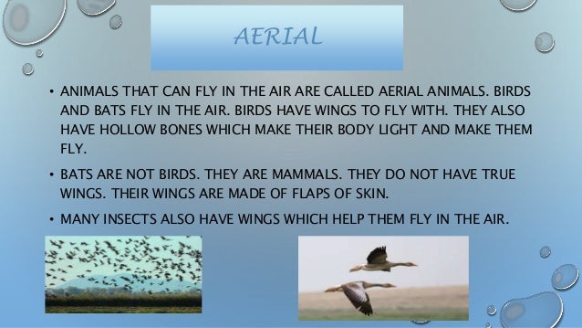 Animals And Their Habitats