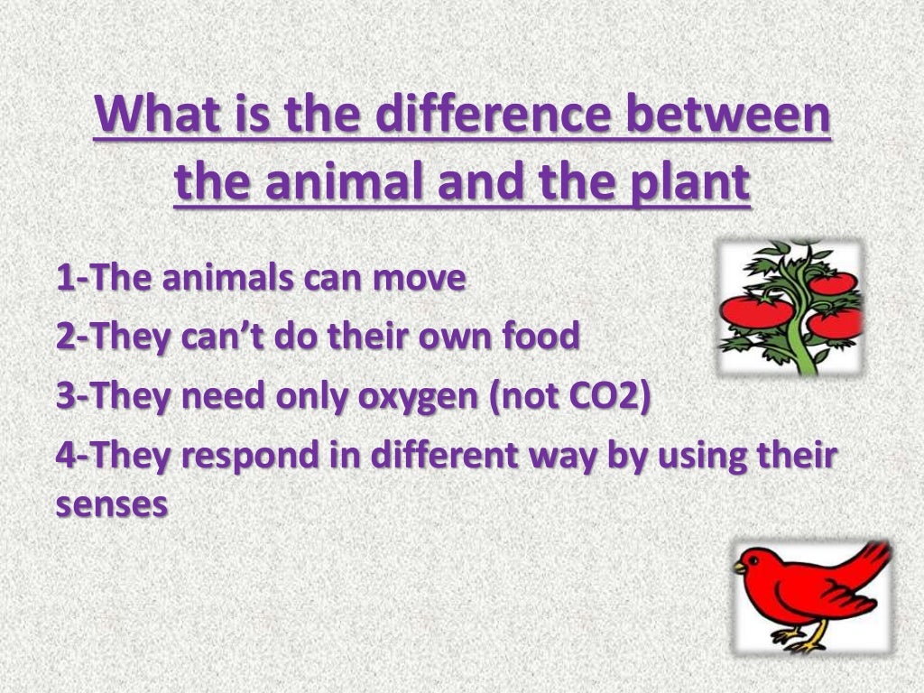 Animals and their parts wiki