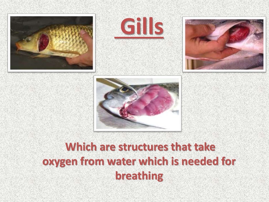 Animals and their parts wiki