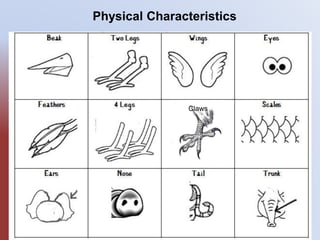 Animals and their physical characteristics