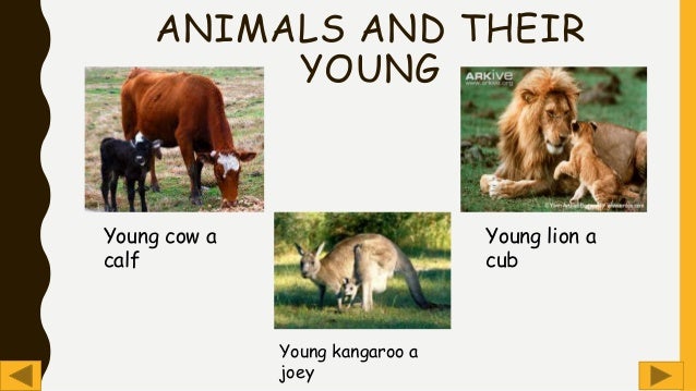 Animals and their young