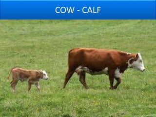 Animals and their young ones | PPTX