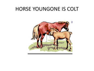 HORSE YOUNGONE IS COLT
 