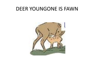 DEER YOUNGONE IS FAWN
 