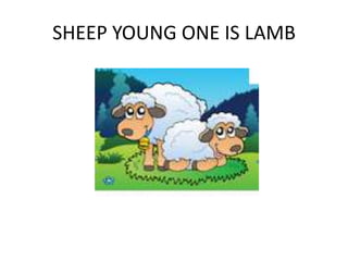 SHEEP YOUNG ONE IS LAMB
 