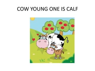 COW YOUNG ONE IS CALF
 