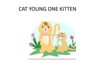 CAT YOUNG ONE KITTEN
 