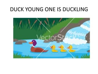 DUCK YOUNG ONE IS DUCKLING
 