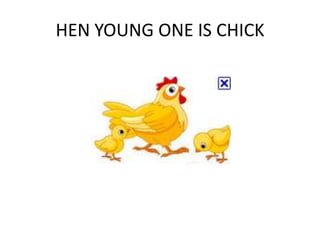 HEN YOUNG ONE IS CHICK
 
