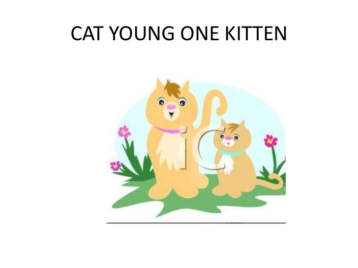 Animals and young ones