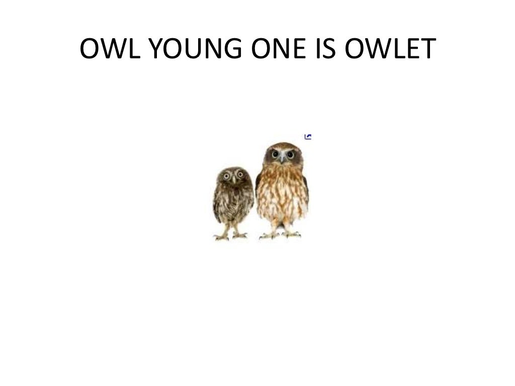 Animals and young ones