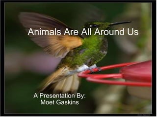 Animals Are All Around Us A Presentation By: Moet Gaskins 