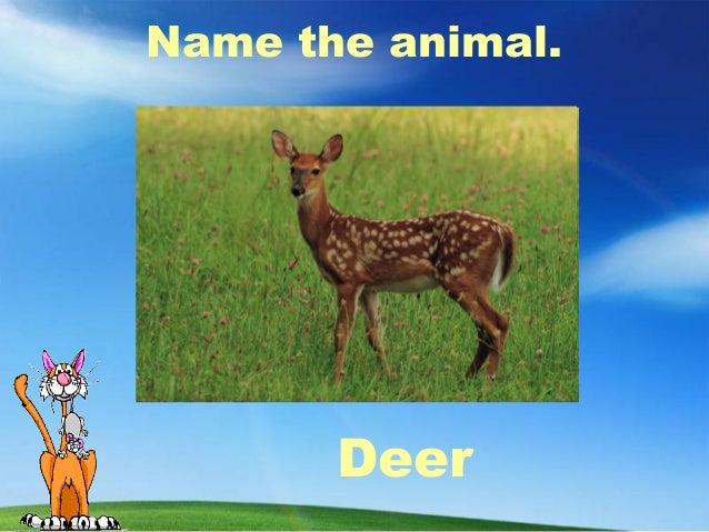 Animals around the world image