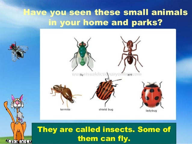 Animals around us for class 2 picture