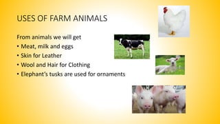 Animals around us full | PPTX