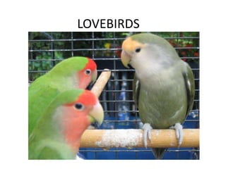 LOVEBIRDS
 