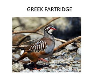 GREEK PARTRIDGE
 