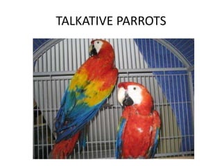TALKATIVE PARROTS
 