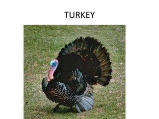 TURKEY
 