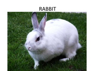 RABBIT
 