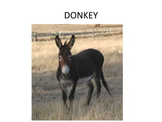 DONKEY
 