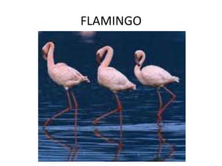 FLAMINGO
 