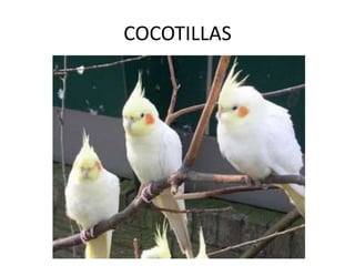 COCOTILLAS
 