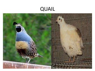 QUAIL
 