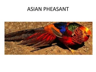 ASIAN PHEASANT
 
