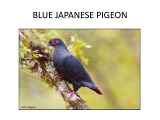 BLUE JAPANESE PIGEON
 