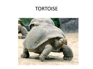 TORTOISE
 