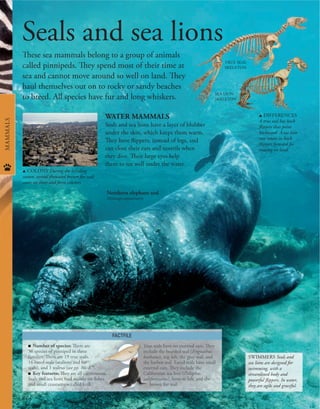 84
Seals and sea lions
These sea mammals belong to a group of animals
called pinnipeds. They spend most of their time at
sea and cannot move around so well on land. They
haul themselves out on to rocky or sandy beaches
to breed. All species have fur and long whiskers.
WATER MAMMALS
Seals and sea lions have a layer of blubber
under the skin, which keeps them warm.
They have flippers, instead of legs, and
can close their ears and nostrils when
they dive. Their large eyes help
them to see well under the water.
SWIMMERS Seals and
sea lions are designed for
swimming, with a
streamlined body and
powerful flippers. In water,
they are agile and graceful.
FACTFILE
u COLONY During the breeding
season, several thousand brown fur seals
come on shore and form colonies.
TRUE SEAL
SKELETON
Northern elephant seal
Mirounga angustirostris
True seals have no external ears. They
include the bearded seal (Erignathus
barbatus), top left, the gray seal, and
the harbor seal. Eared seals have small
external ears. They include the
Californian sea lion (Zalophus
californianus), bottom left, and the
brown fur seal.
MAMMALS
u DIFFERENCES
A true seal has back
flippers that point
backward. A sea lion
can rotate its back
flippers forward for
moving on land.
SEA LION
SKELETON
■ Number of species: There are
36 species of pinniped in three
families. There are 19 true seals,
16 eared seals (sealions and fur
seals), and 1 walrus (see pp. 86–87).
■ Key features: They are all carnivorous.
Seals and sea lions feed mainly on fishes
and small crustaceans called krill.
 