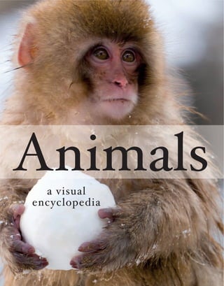 https://image.slidesharecdn.com/animalsavisualencyclopedia2ndedition-230114160056-50a4e6ba/85/animals-a-visual-encyclopedia-2nd-editionpdf-2-320.jpg?cb=1673712435
