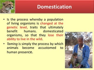 Taming Definition Wild Animals in Captivity : Big Cats Animal Welfare, Law and ...