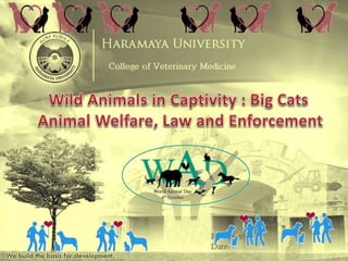 Wild Animals in Captivity : Big Cats Animal Welfare, Law and Enforce…