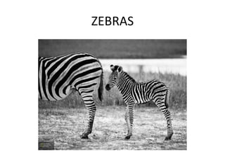 ZEBRAS
 
