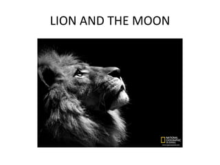 LION AND THE MOON
 