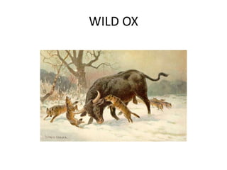 WILD OX
 